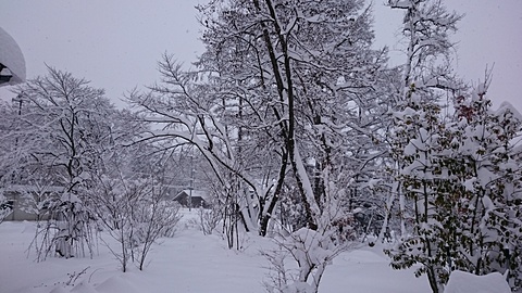 1月18日の雪景色