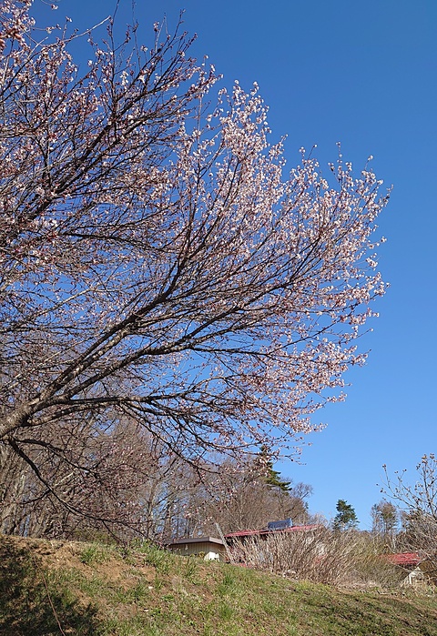 桜を仰ぎ見る